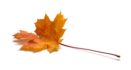 Bright autumn natural maple leaf in red-orange color isolated on a white background. Angled view.