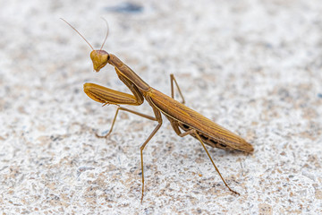 brown praying mantis in close-up
