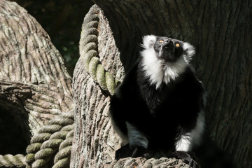 Ring tailed lemur sitting near a rope at the zoo