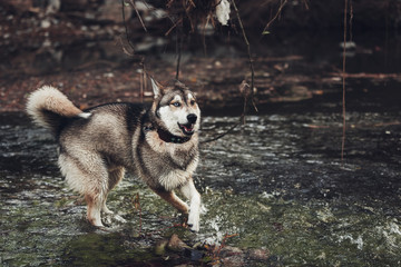 Husky corriendo en el rio