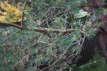 Fototapeta premium The branches of spruce