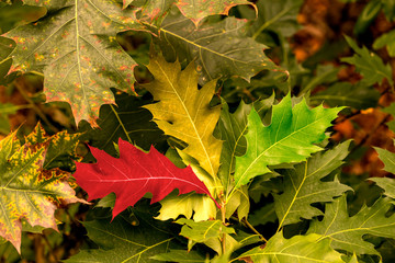 Bunte blätter im Herbst
