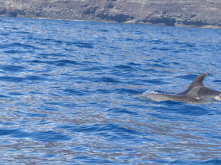 Fototapeta premium Dolphins released. Acantilados de los Gigantes, landscape of Cliffs of the Giants, Tenerife island, Canary islands, Spain