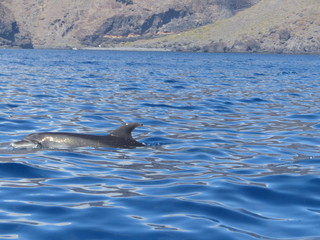 Dolphins released. Acantilados de los Gigantes, landscape of Cliffs of the Giants, Tenerife island, Canary islands, Spain