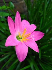 Fototapeta premium pink flower