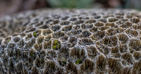 Corail en macro mort