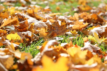 Yellow autumn leaves on the green grass