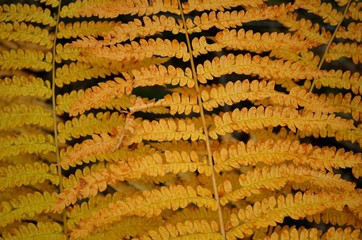 Golden ferns