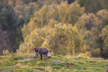 Japanese Macaque, Macaca fuscata, snow monkey walking on a hill on a sunny autumn day with orange leaf foliage background. 