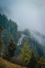 morning in the forest