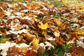 Yellow autumn leaves on the green grass