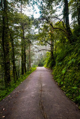road in forest