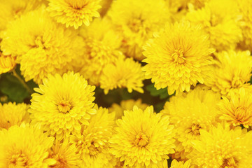 pale yellow chrysanthemum flower background