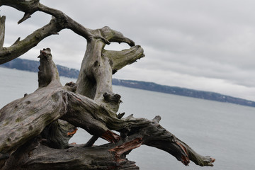 Drift wood