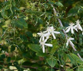 Clématite flammette ou clématite flammulette | Clematis flammula