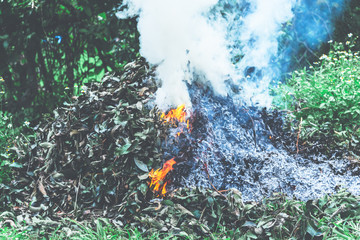 A pile of dry leaves is burning causing a lot of smoke, Which is a kind of pollution, is not destroying garbage properly, concept to Toxic fumes are harmful to the body