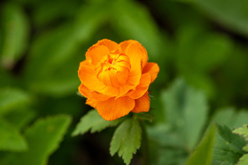 Bright orange ball-flower sunlit