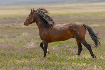 Fototapeta na wymiar Majestic Wild Horse in the Utah Desert