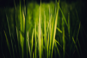 Abstract images of the green leaves of rice plant, concept to green nature background and tropical