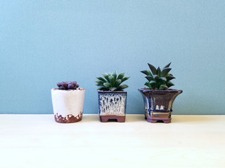 Three small succulent plants on working table or desk with simple background