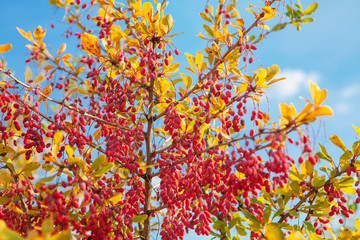 branch with red berries in the autumn 