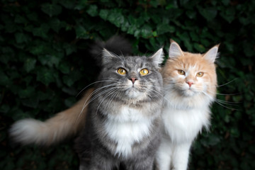 Naklejka na ściany i meble two maine coon cat siblings standing in front of wall covered with ivy looking at camera