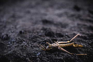 insect killed due to poison or excess pesticides. Grasshopper or cricket dying on the dry ground.