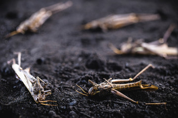 too many dead insects, misuse of pesticides in the environment and in farming. Pest control in agriculture. Grasshopper plague in the crop.