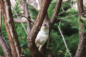Naklejka na ściany i meble Cat climbing tree. cat hunts on tree. adorable cat portrait stay on tree branch. purebred shorthair cat without tail. Mekong Bobtail sitting on tree. Cat animal hencat on branch in natural conditions