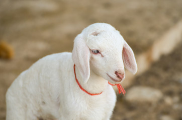 cute of little lamb in farm