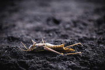 insect killed due to poison or excess pesticides. Grasshopper or cricket dying on the dry ground.