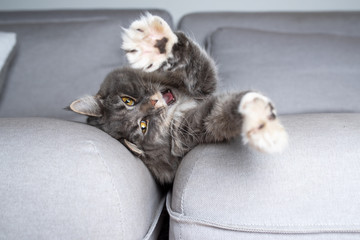 lazy young tired tabby maine coon cat lying in sofa gap yawning stretching out paws looking at camera with open mouth