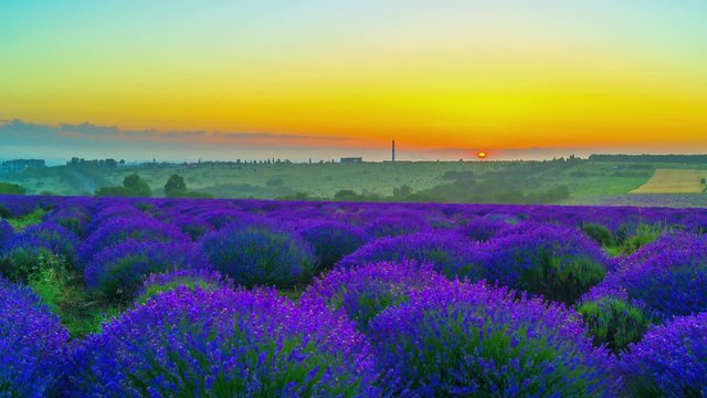 Time Lapse Of Sunrise Over A Field Of Lavender. 4K.