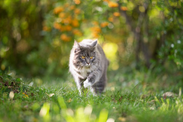 Naklejka na ściany i meble young blue tabby maine coon cat with white paws outdoors on the prowl walking on grass in nature with autumn colors