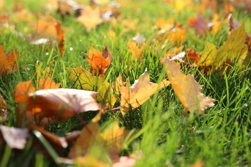 Yellow autumn leaves on the green grass