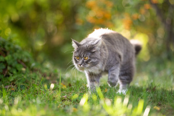 Naklejka na ściany i meble young blue tabby maine coon cat with white paws outdoors on the prowl walking on grass in nature with autumn colors
