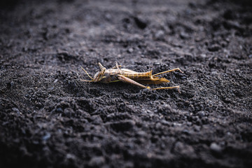 endangered environment, insects at risk of extinction due to use of pesticides. Grasshopper dead.