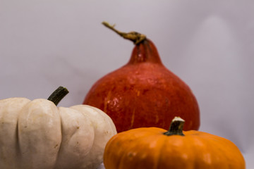 Colorful pumpkins in fall