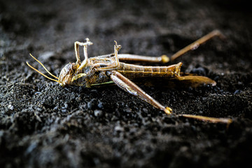 endangered environment, insects at risk of extinction due to use of pesticides. Grasshopper dead.