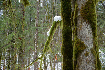 mossy tree with snow