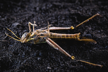 Macro photograph of a dead grasshopper. Use of poison for pest control. environment and anti-toughness at risk.