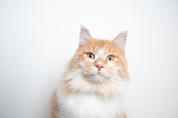 portrait of a cute young cream tabby ginger maine coon cat looking at camera in front of white wall