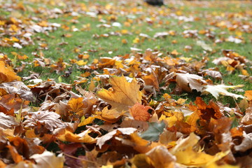 Yellow autumn leaves on the green grass