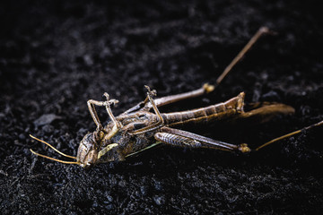 Grasshoppers, meridians, acrids, ticures or tucuras are insects. Some species form huge swarms that can devastate large crops. Dead insect in macro photography.