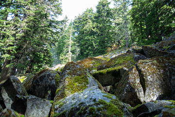 Mossy rock