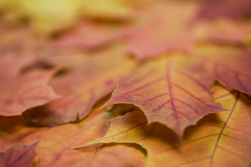 autumn maple leaves carpet; natural background