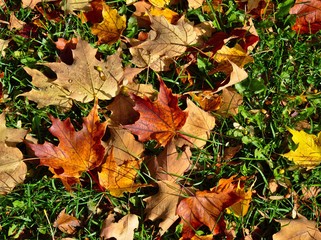 Wet Autumn Leaves on the Ground with Green Grass