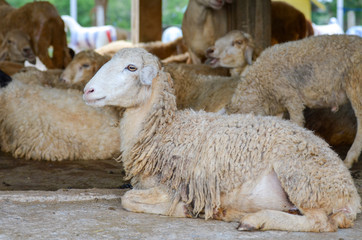 sheep and lamb