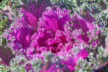 Decorative Cabbage Close Up, Ornamental Cabbage, Flowering Purple Cabbage