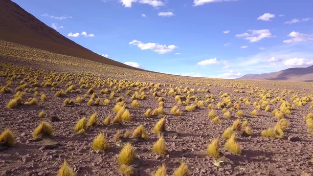 Peruvian feathergrass on the side of a mountain in Bolivian altiplano. DOLLY IN